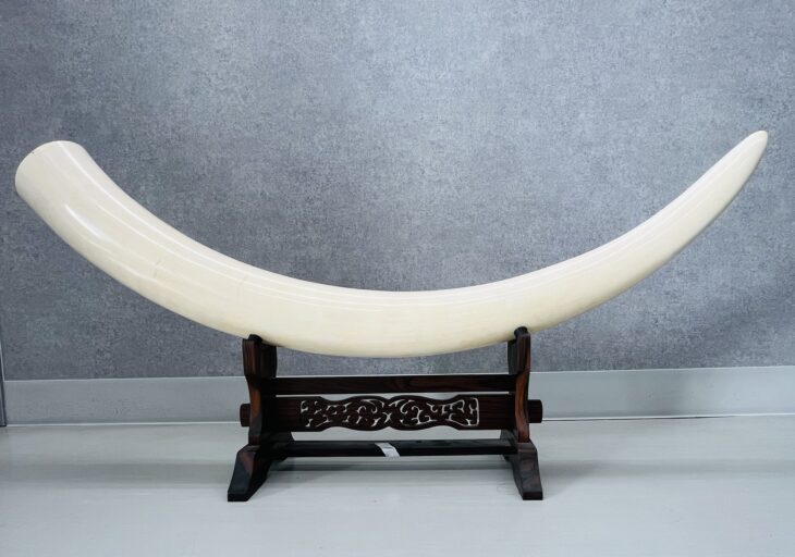 象牙製の一本牙 登録書付 買取価格相場｜骨董品買取 緑和堂