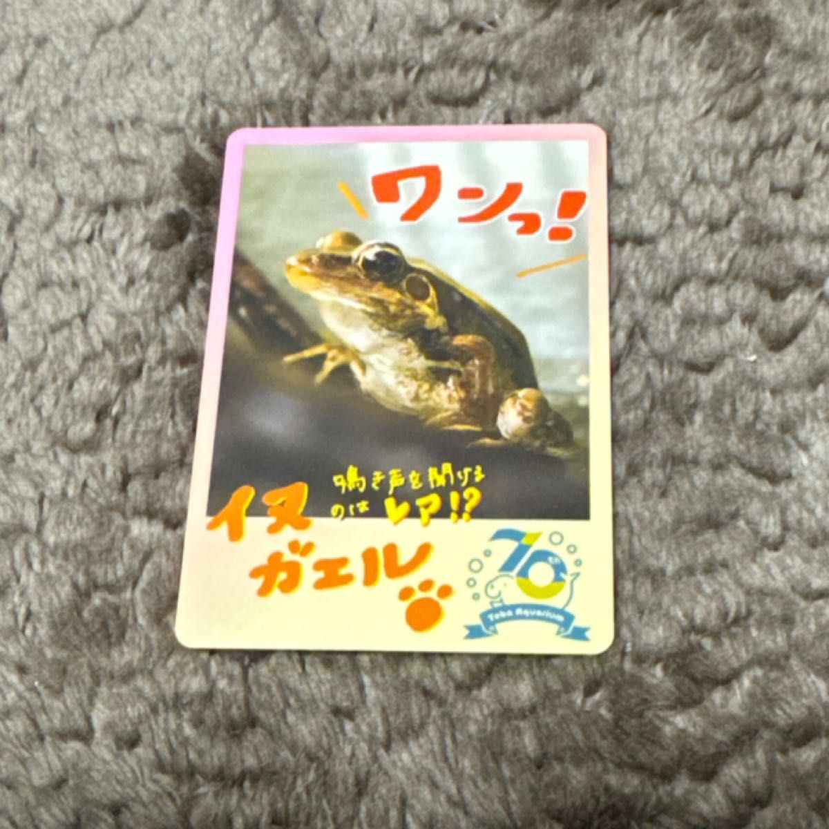 鳥羽水族館 コレクションカード イヌガエル｜Yahoo!フリマ（旧PayPay