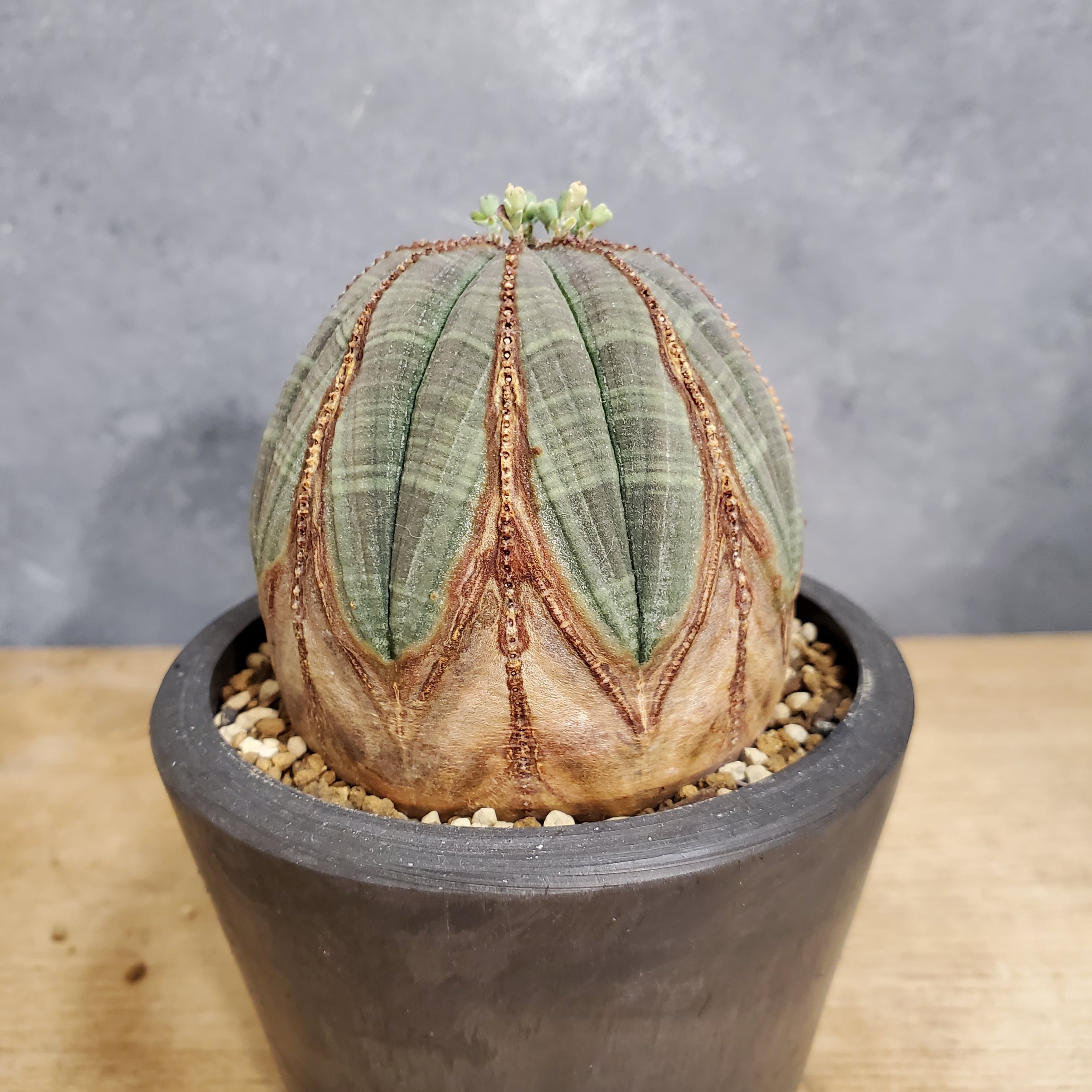 木質化クラウンタイプ】Euphorbia Obesa ユーフォルビア オベサ 木質化