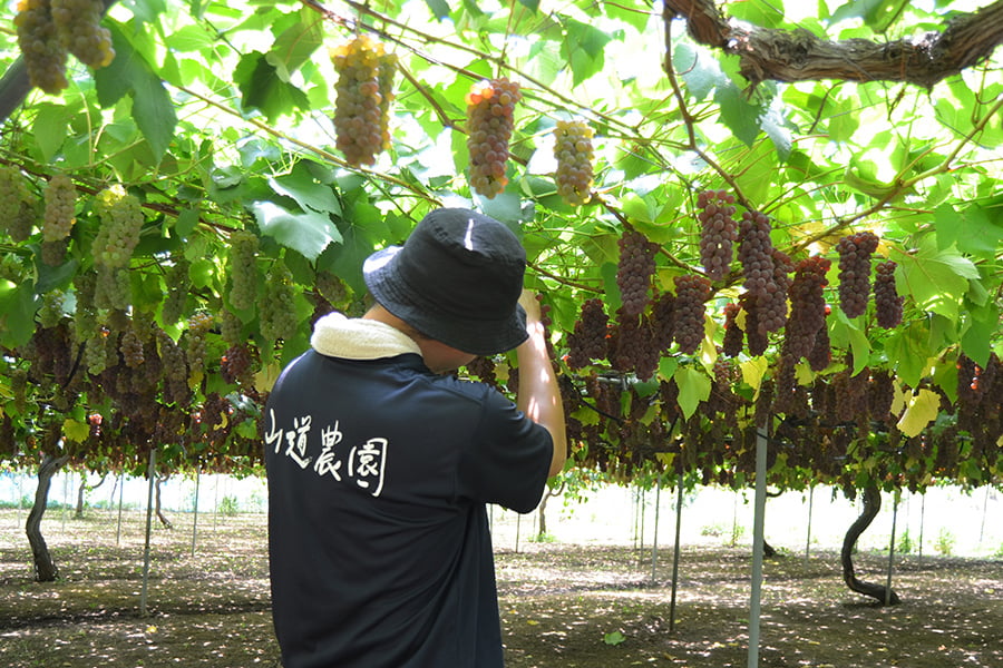山葡萄の生成り6kg前後 訳ありお買得品 北海道産 山ぶどう4kg 月山山麓