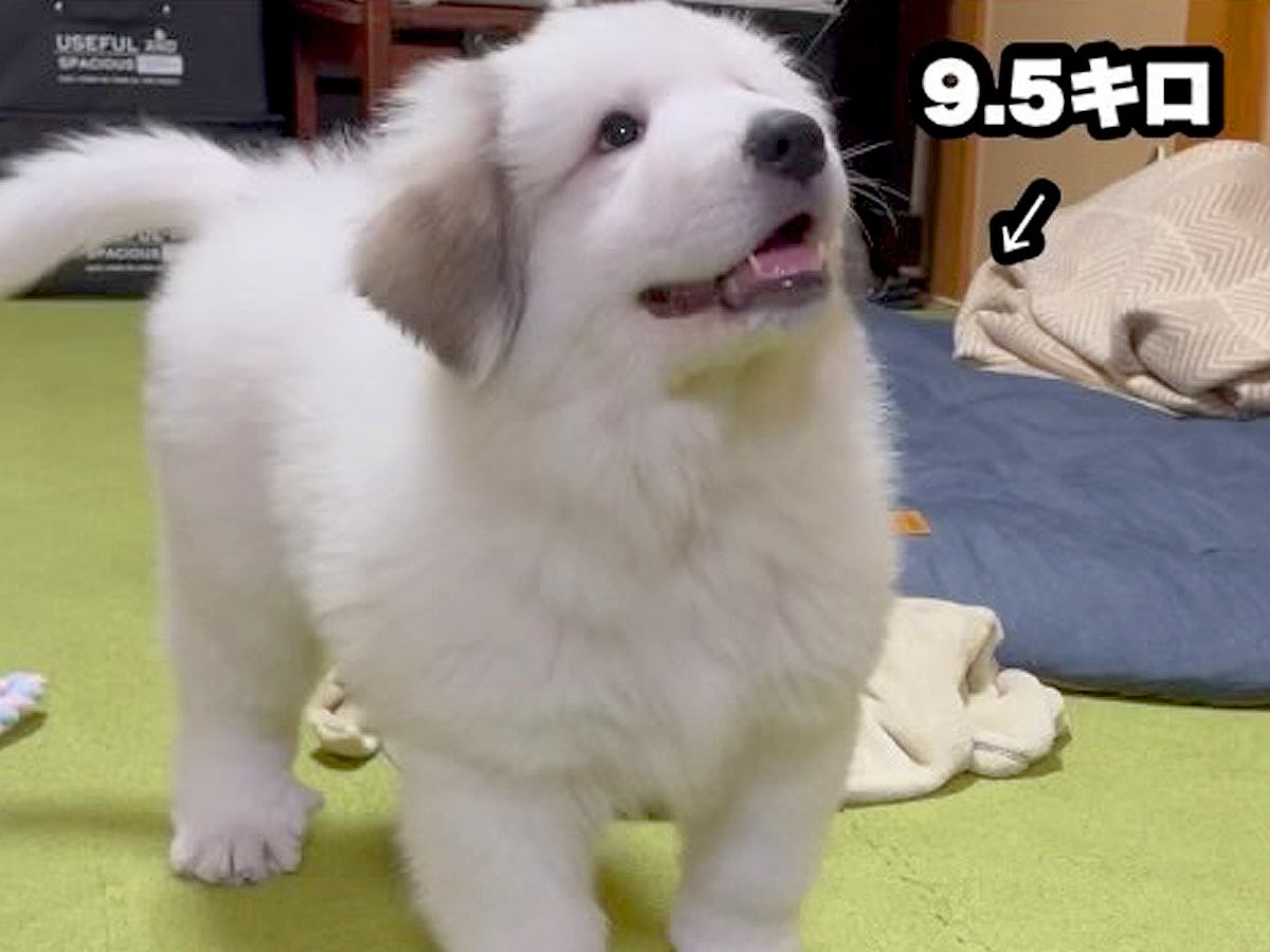 かわいらしい超大型犬の赤ちゃん→2年後、体重43キロに達し…もはや襲撃