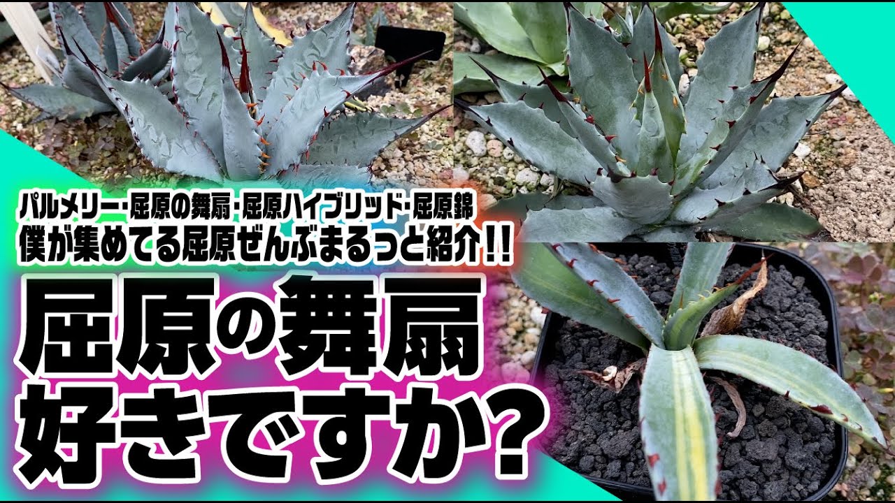 アガベ屈原の舞扇】屈原好きが集めたハイブリッドや斑入りの屈原をまる