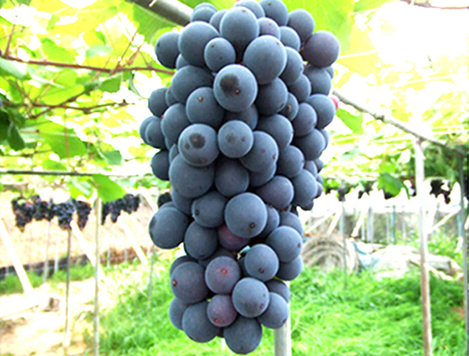 山葡萄の生成り6kg前後 訳ありお買得品 北海道産 ヤマブドウ 2Kg×1箱