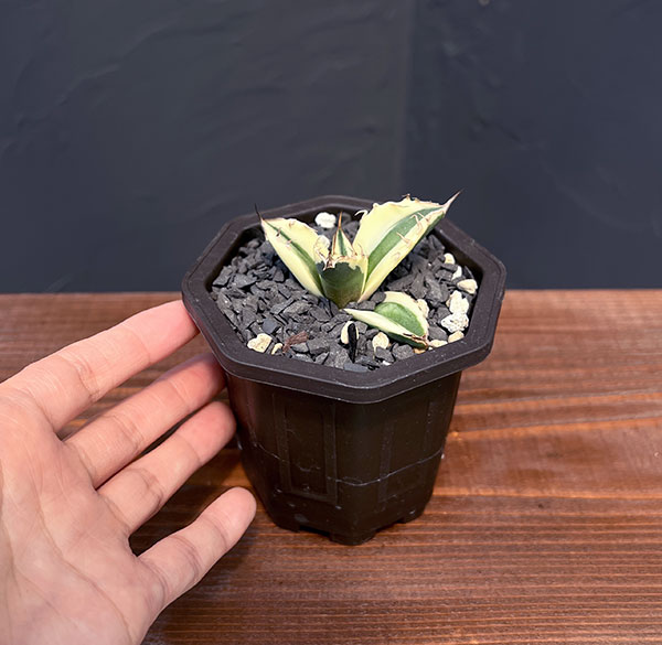 園芸ネット本店｜アガベ：チタノタ スナグルトゥース 3号鉢植え の通販