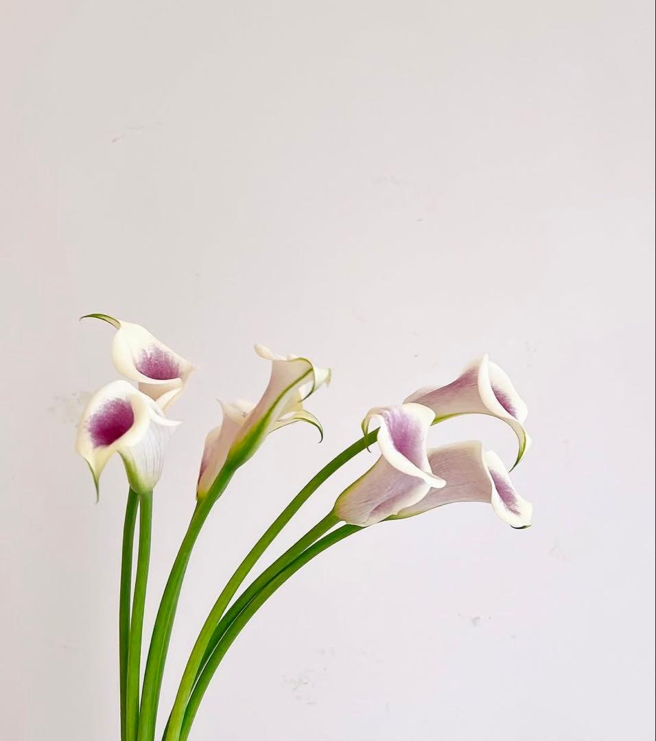 専用品　サンスクリーン　インテリジェントレフィル