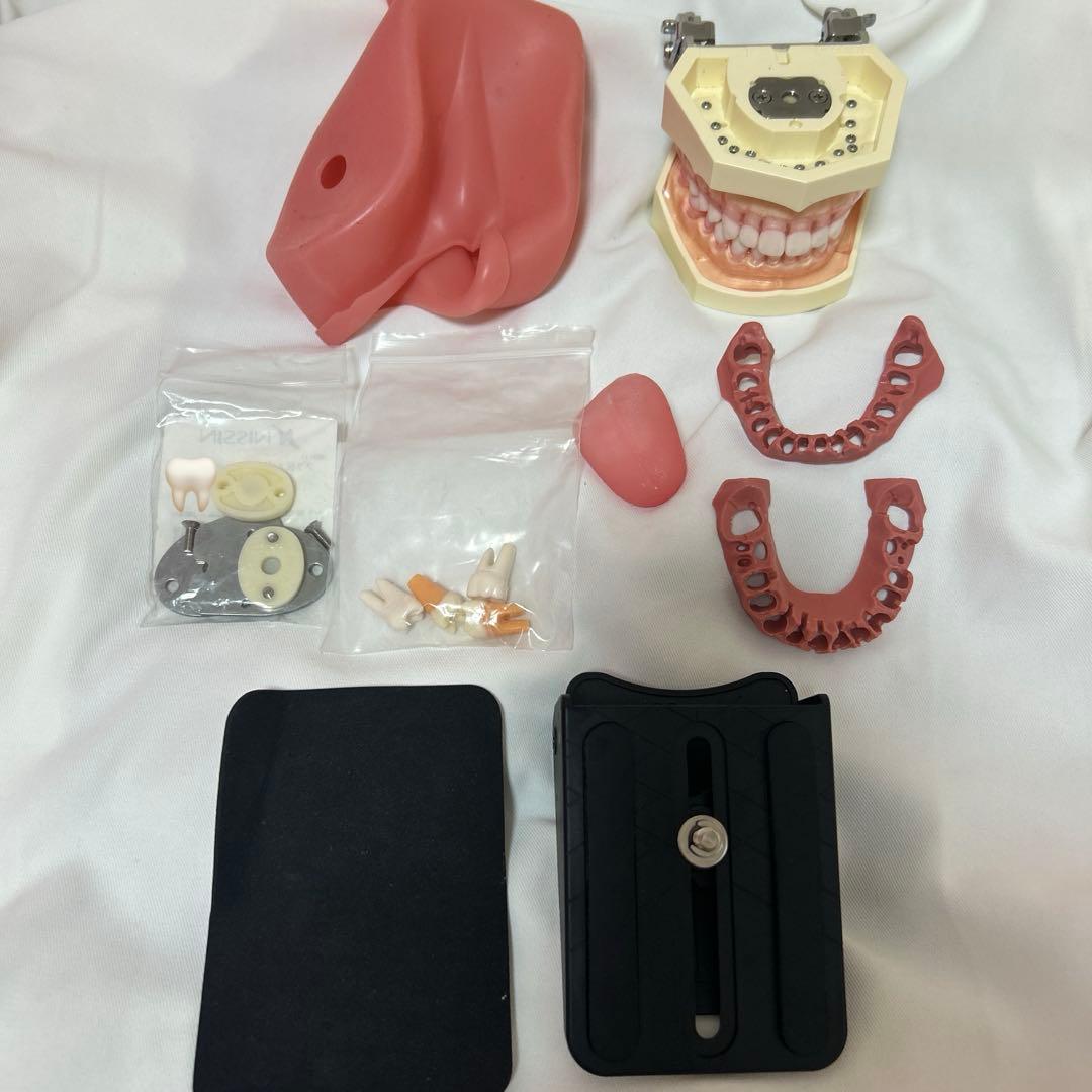 顎模型セット Amazon.co.jp: 歯科 模型 ニッシン 顎模型 根管治療 エンド NISSIN