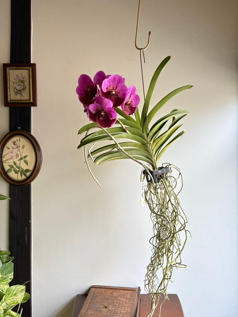 洋ラン バンダ 蘭 Renu Delight ツートン ① 洋ラン バンダ 蘭 Renu Delight ツートン ① 洋ラン バンダ 蘭 Renu